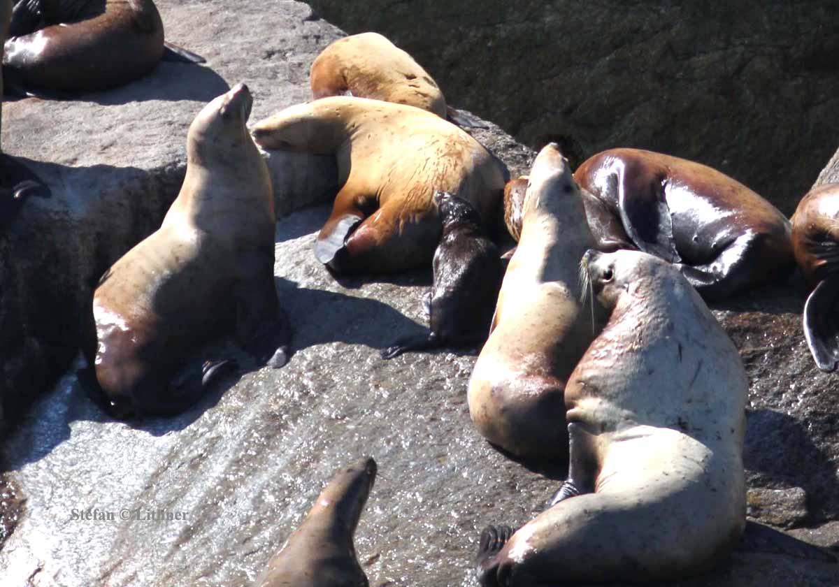 Stellers sea lion [northern sea lion] (Eumetopias jubatus)  Photo Stefan  Lithner
