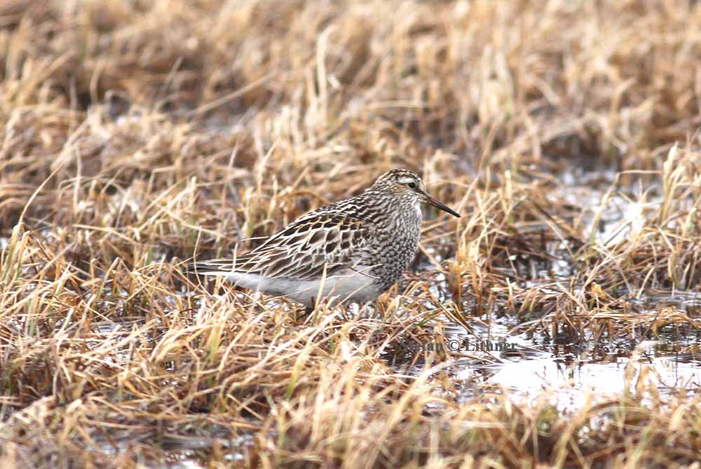 pectoral sandpiper (Calidris melanotos). Photo Stefan  Lithner