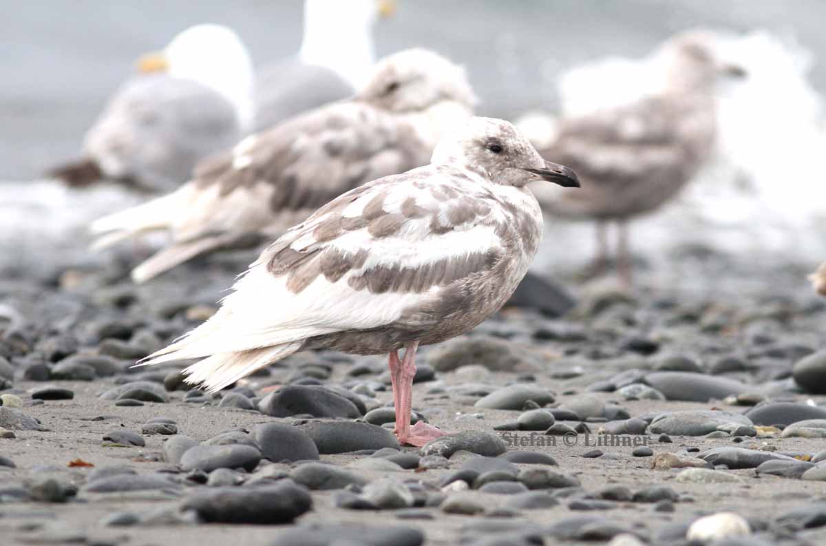 glaucous-winged gull (Larus glaucescens) (prob. 3k) . Photo Stefan  Lithner