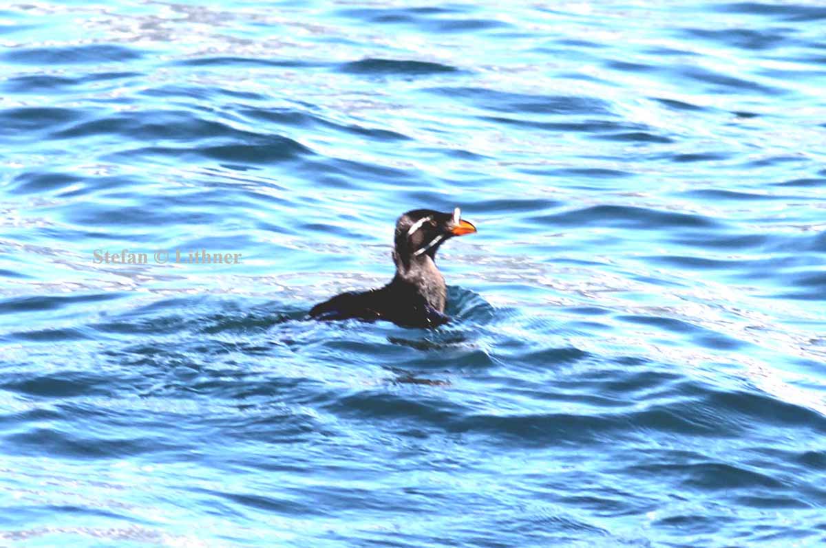 crested auklet-(Aethia cristatella). Photo Stefan  Lithner