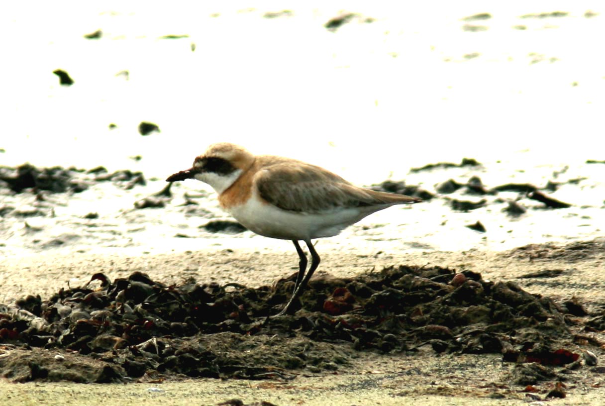 43 Greater Sand-plover (kenpipare) rnahusen (Sk) Sweden 080630 S. Lithner.jpg