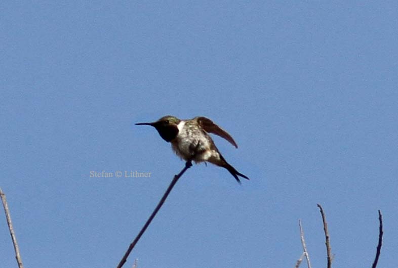 Chilean woodstar (Eulidia yarrellii) ad male. Photo Stefan  Lithner