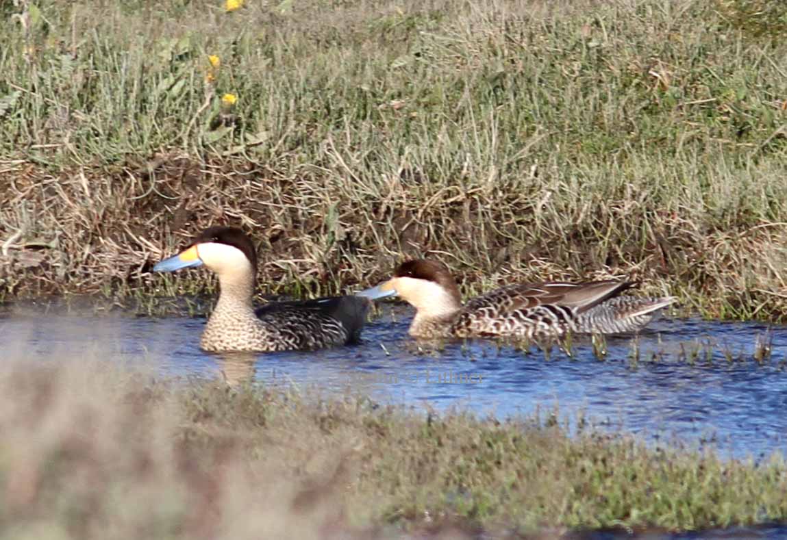 silver teal (Anas vesicolor). Photo Stefan  Lithner