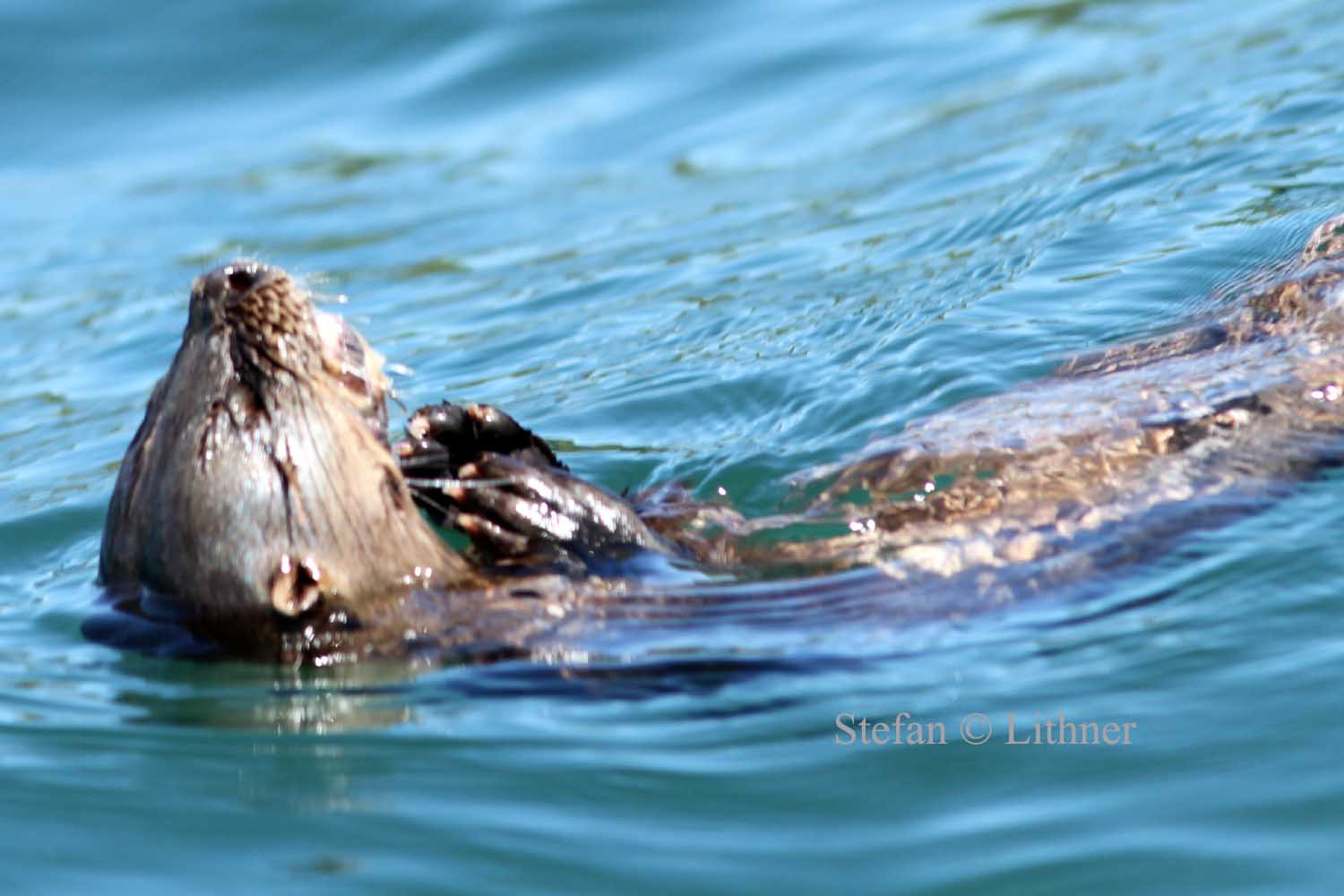 marine otter (Lontra felina). Photo Stefan  Lithner