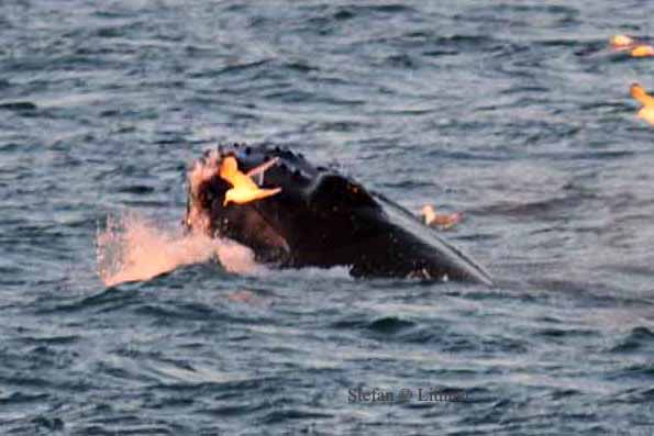 Humpback whale (Megaptera novaeangliae) at midninght