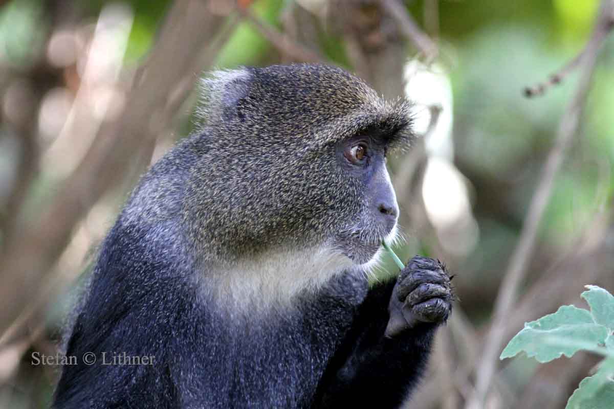 Blue Monkey (Cercopithecus mitis). Photo Stefan  Lithner