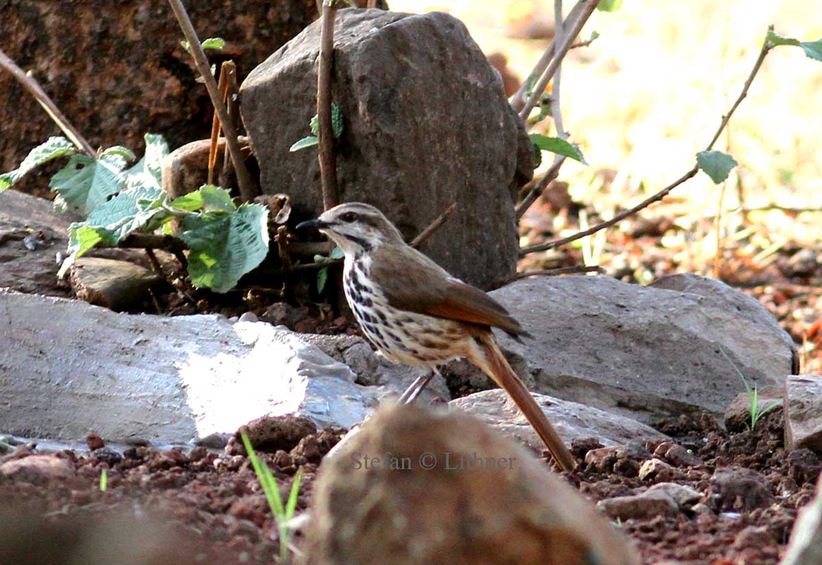 Spotted Palm Thrush (Cicladusa guttata) Photo Stefan  Lithner