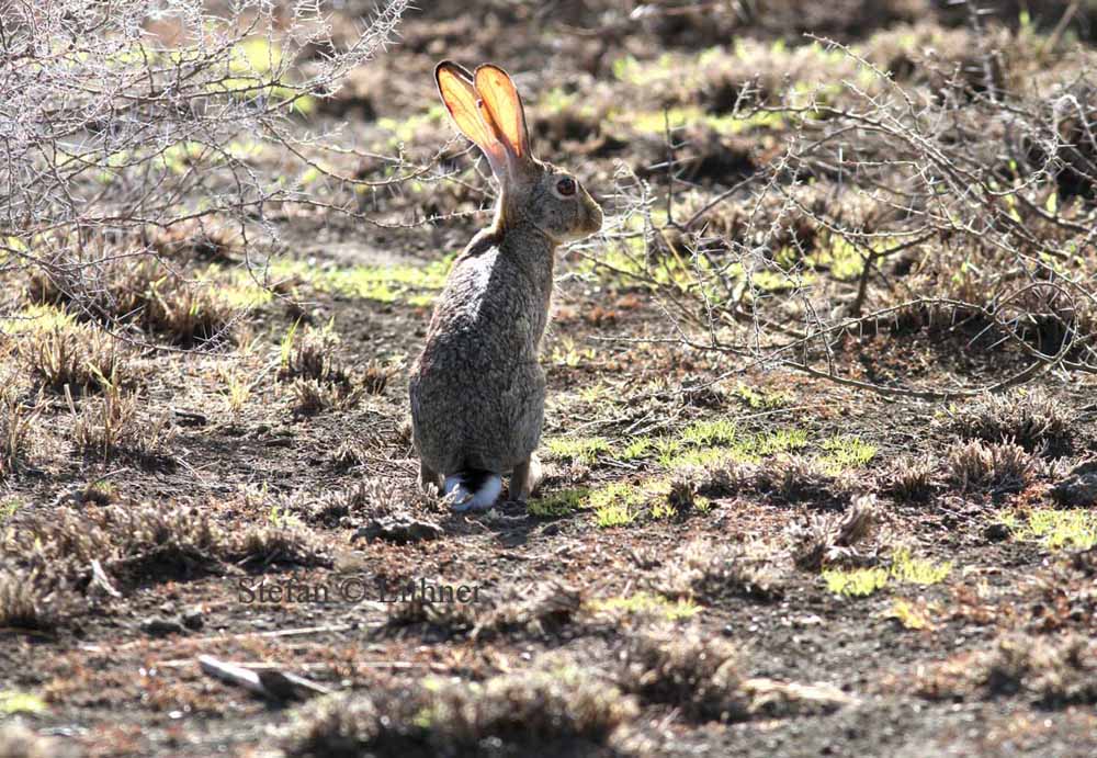 Scrub Hare/ Savanna Hare (Lepus saxatilis/Lepus victoriae). Photo Stefan  Lithner 