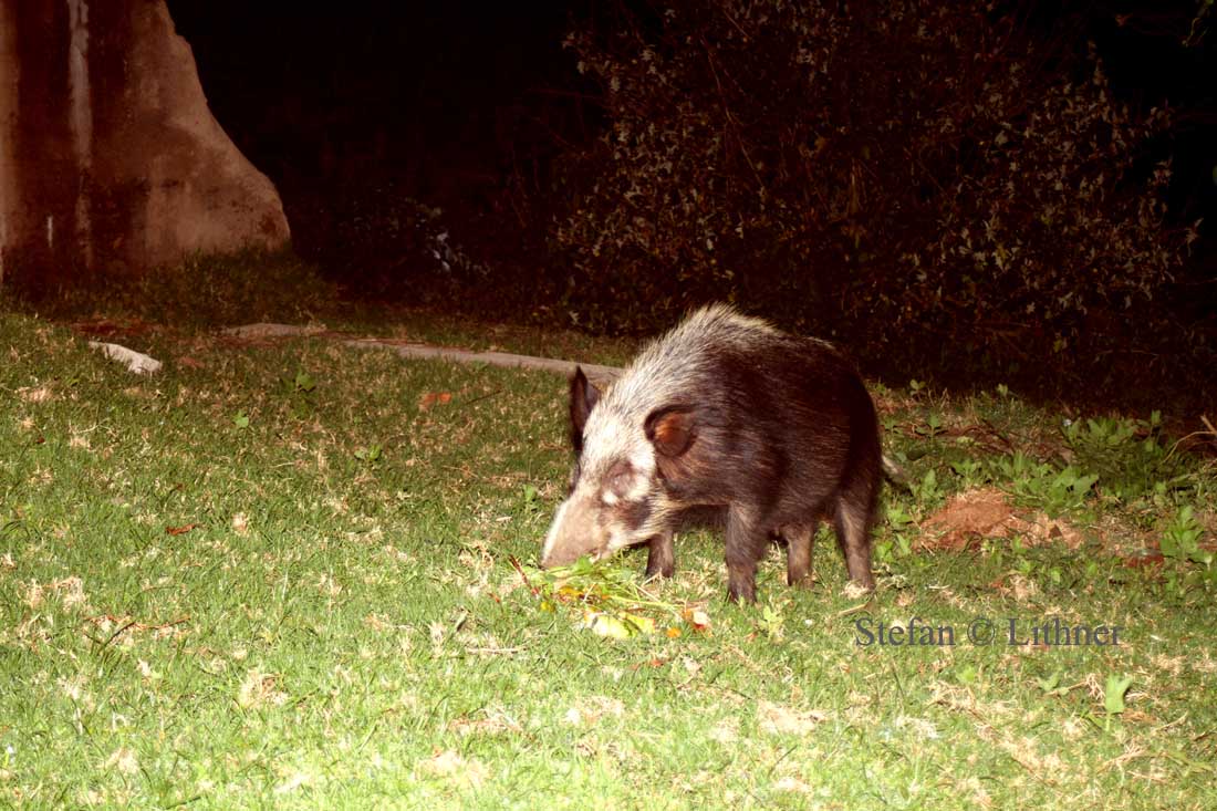 Bush Pig (Potamochoerus larvatus). Photo Stefan  Lithner 