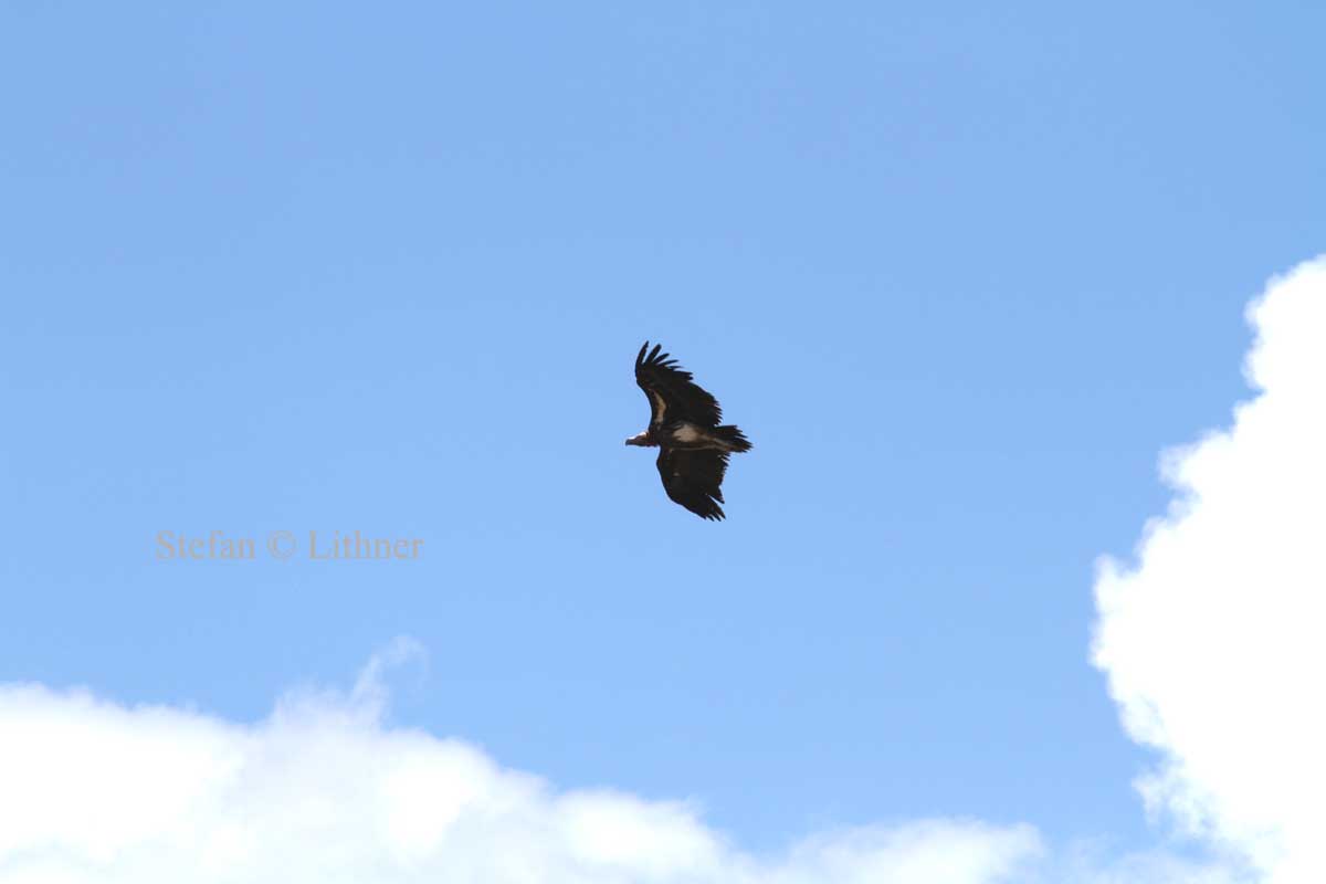 Lappet-faced Vulture (Torgos tracheliotus). Photo Stefan  Lithner 