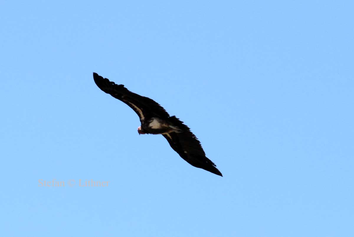 Lappet-faced Vulture (Torgos tracheliotus). Photo Stefan  Lithner 