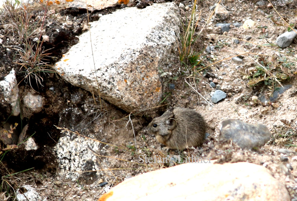 Gansu pika (Ochotona cansus)