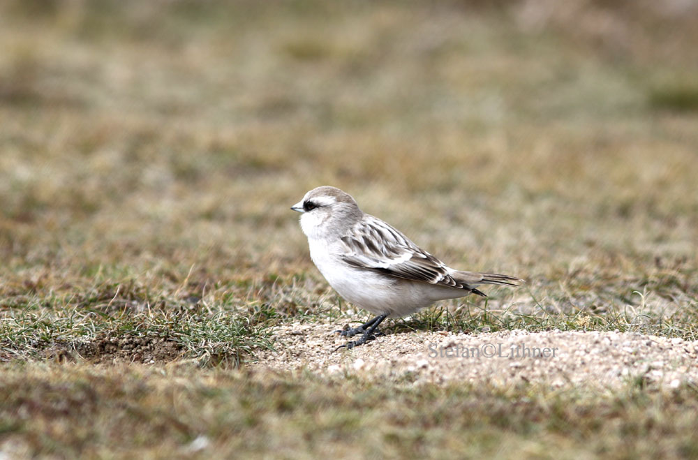 White-rumped snowfinch (Pyrgilauda taczanowski)