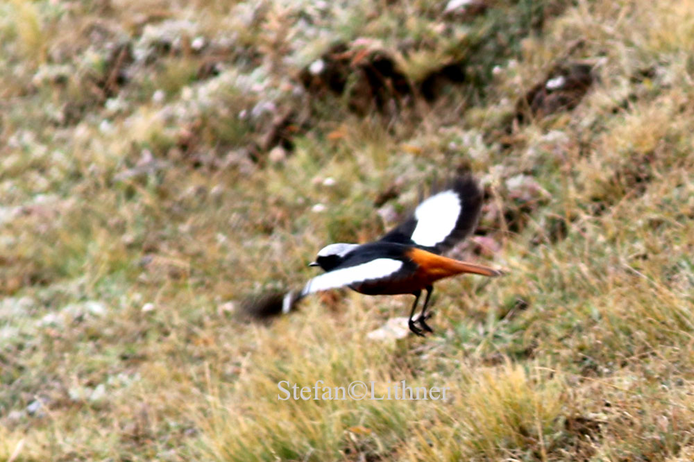 Gldenstdts redstart (Phoenicurus erythrogaster)