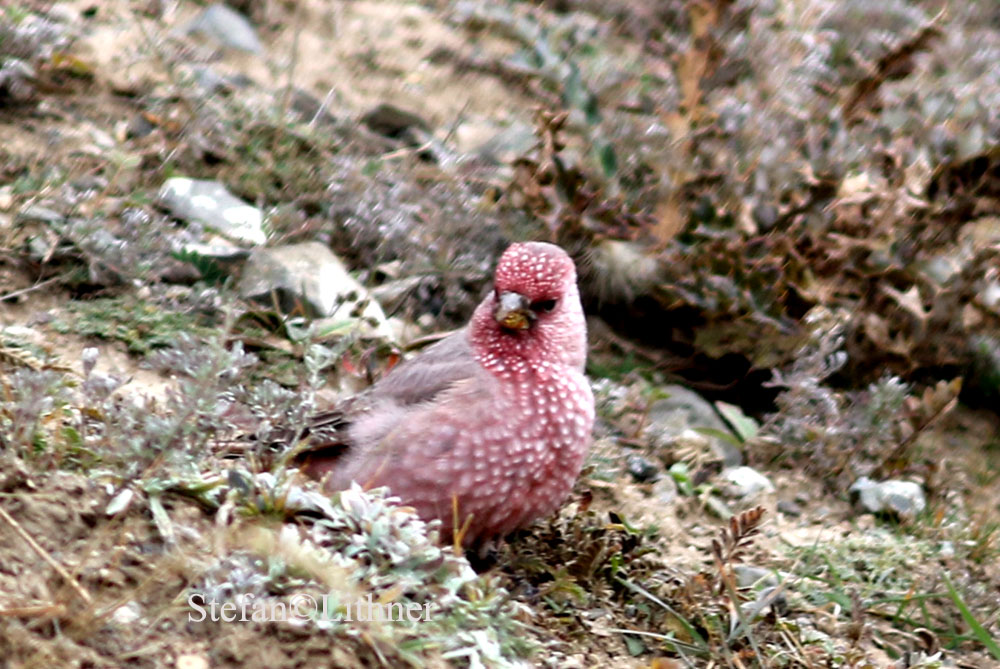 Great rosefinch (Carpodacus rubicilla ssp severtzovi)