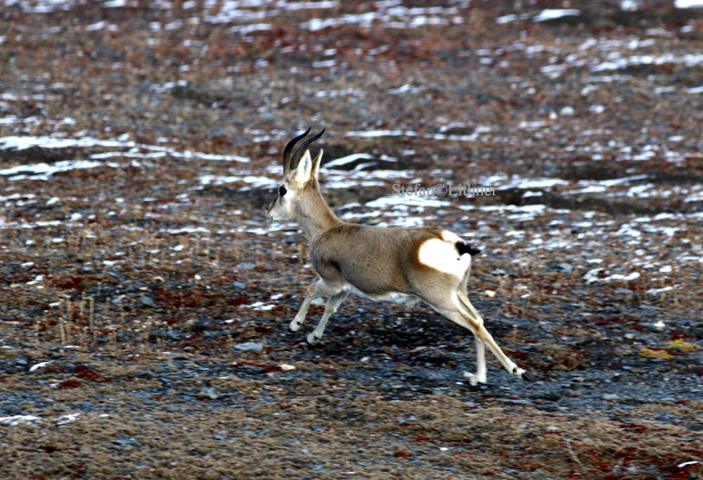 Tibetan gazelle (Procapra picticaudata). The population is declining.
