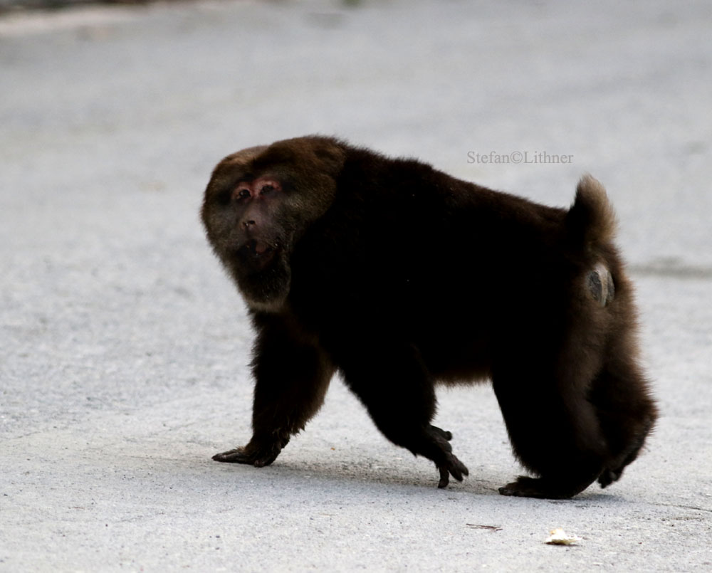 Tibetan macaque (Macaca tibetana)