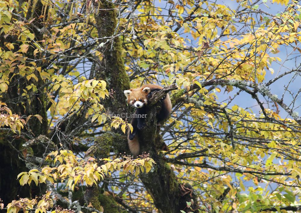 red panda (Ailurus fulgens)