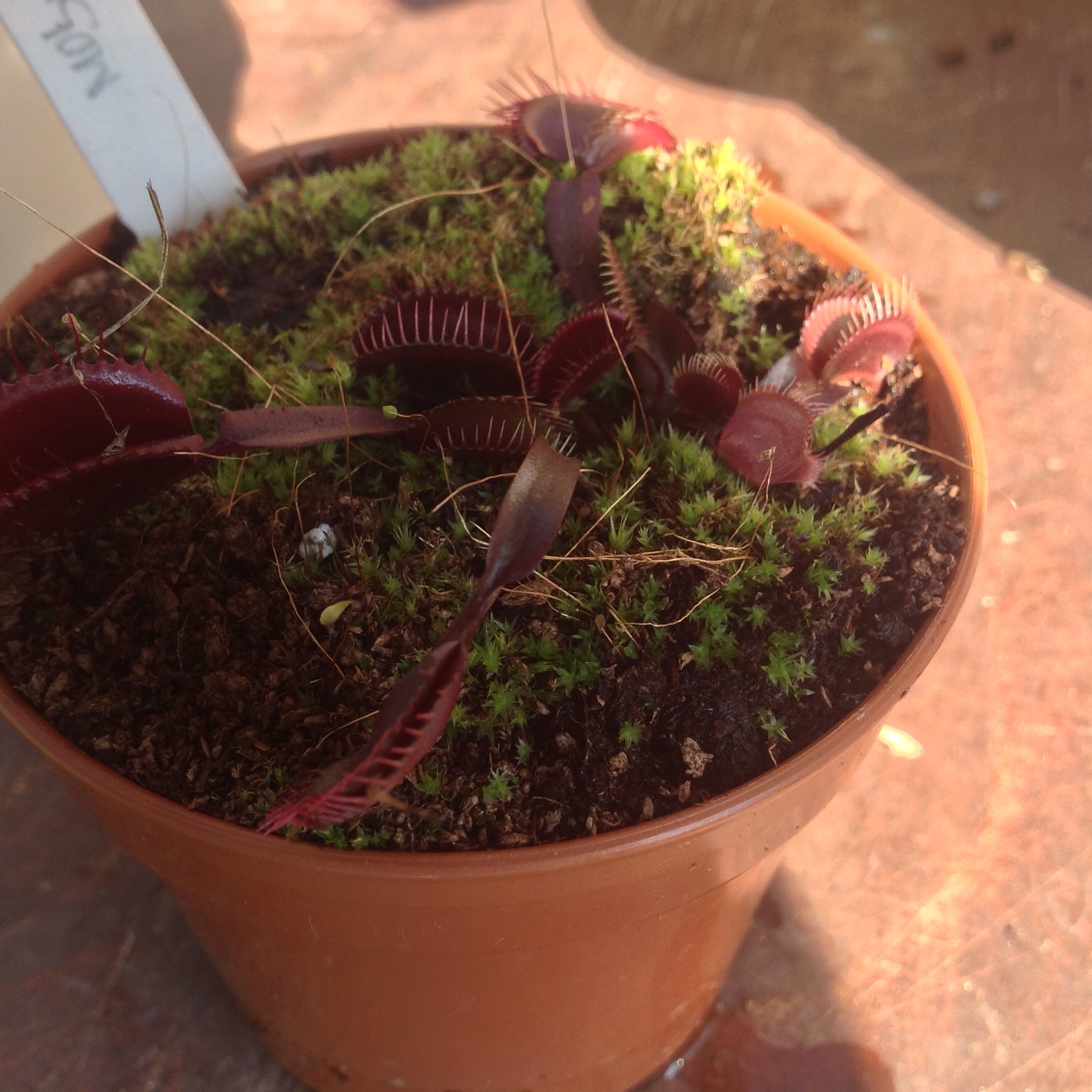 Dionaea Muscipula Akal ryu Red Dragon Venus fly trap