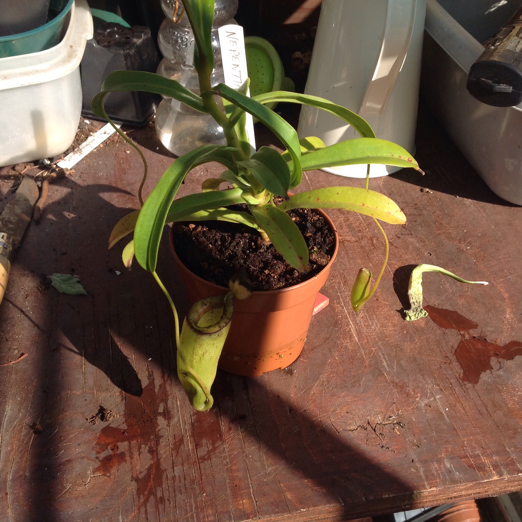 Nepenthes Ventricosa Inermis ventrinermis 