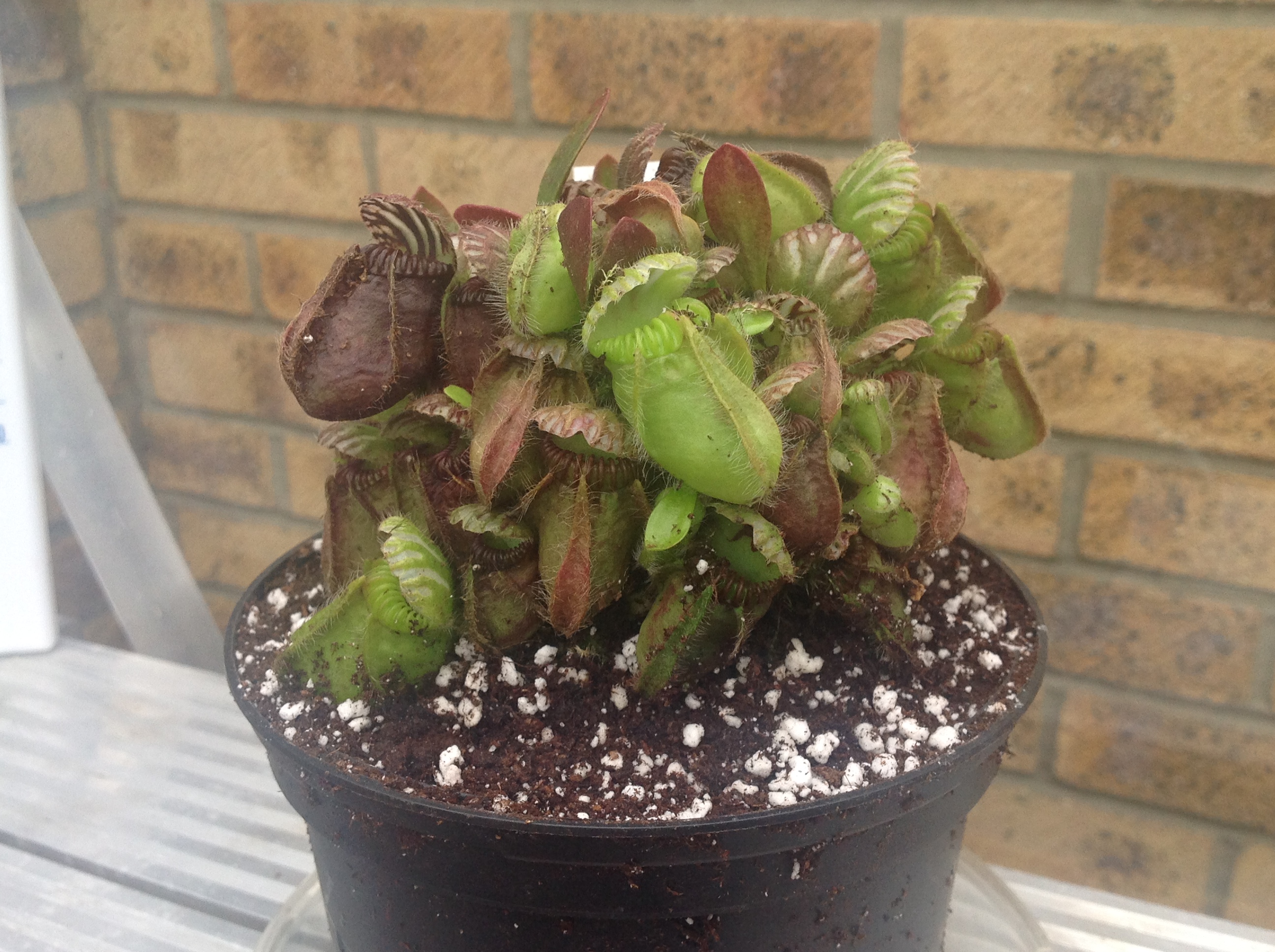 Cephalotus follicularis Albany pitcher Australia 