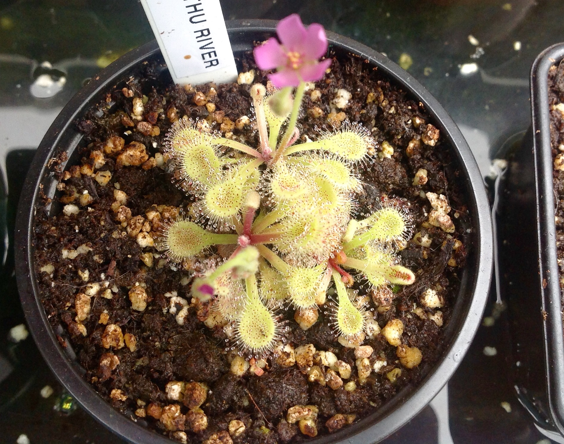 Drosera collinsiae usutu river Swaziland in Flower