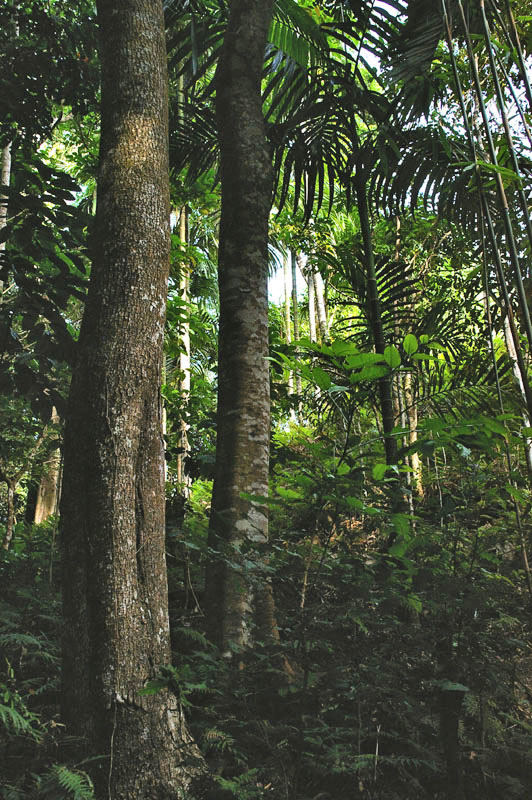 Atauro montane forest