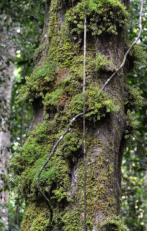 Yellow Mahogany (Dysoxylum parasiticum)