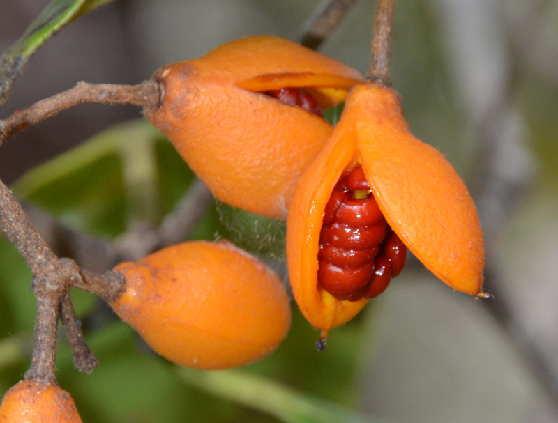 Rusty Pittosporum (Pittosporum venulosum)