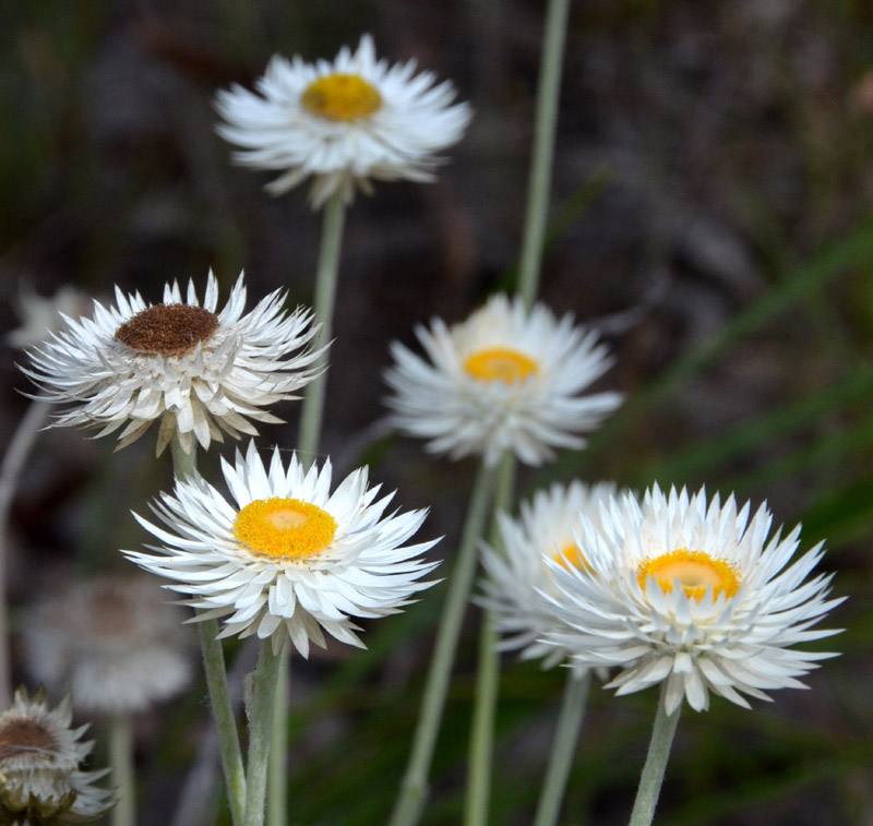 an everlasting (Coronidium newcastlianum)