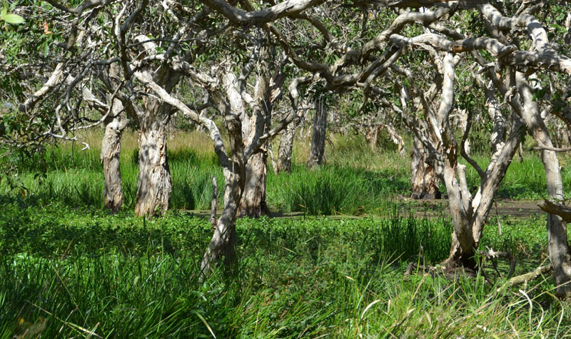 paperbark swamp