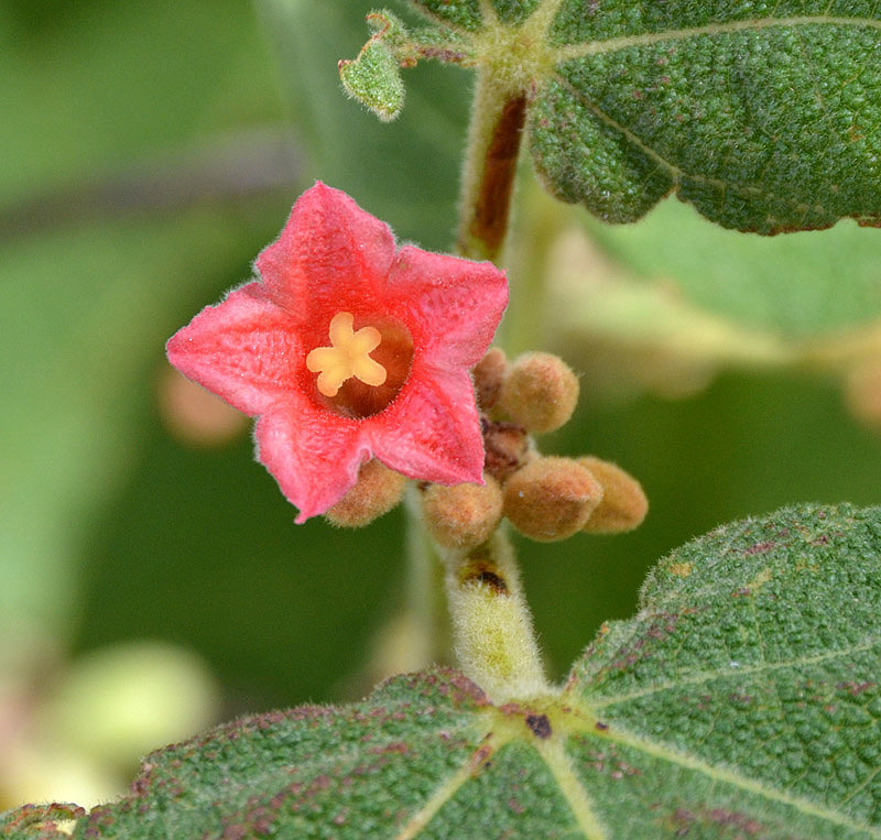 Kurrajong (Brachychiton vitifolius)