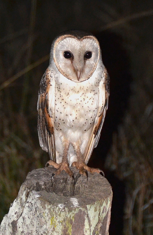 Barn Owl