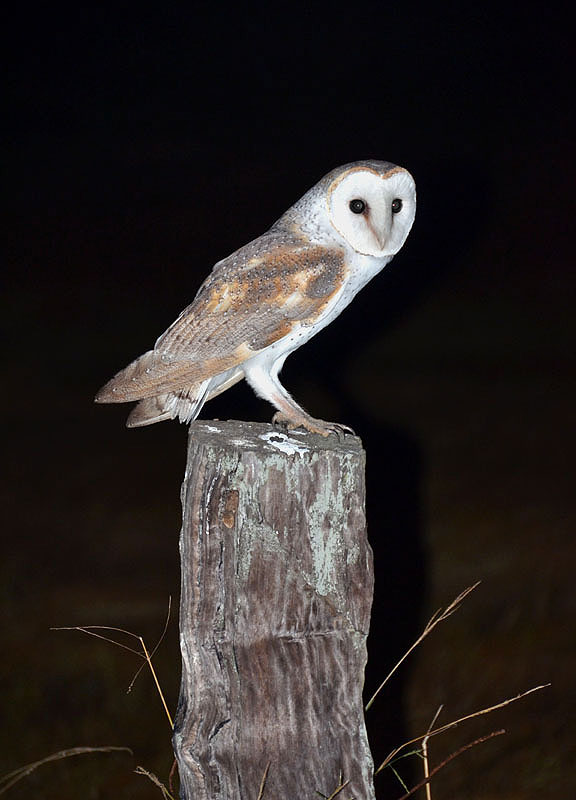 Barn Owl