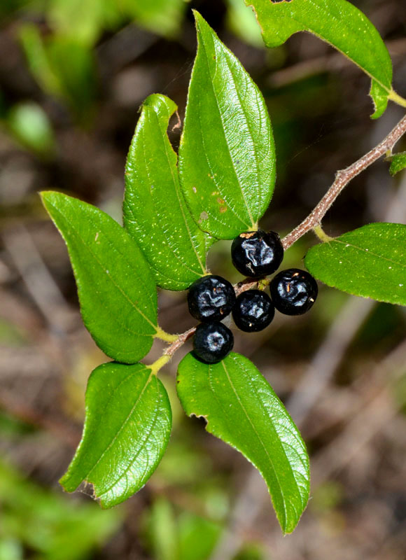 Wine Jujube (Ziziphus oenopolia)