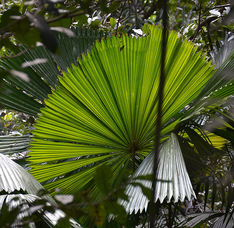 Mission Beach Fan-palm (Licuala ramsayi var. ramsayi)