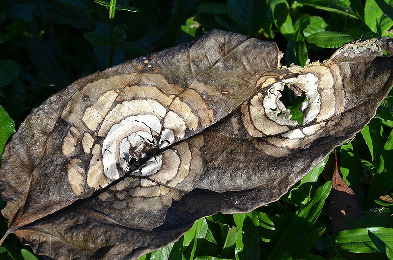 leaf