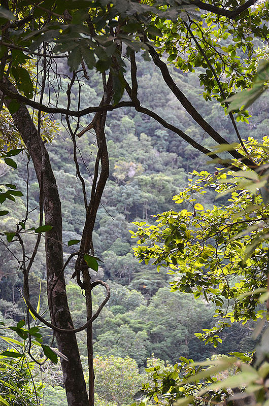 rainforest