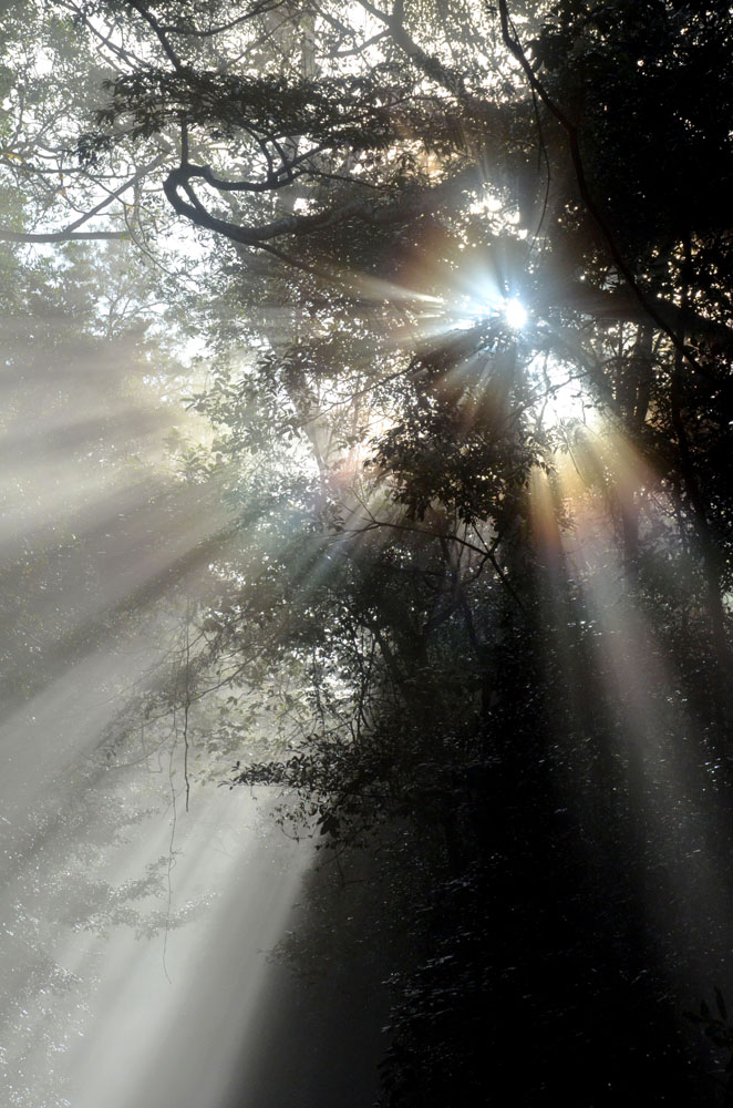 morning light