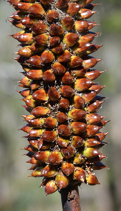 Northern Forest Grass-tree (Xanthorrhoea johnsonii)