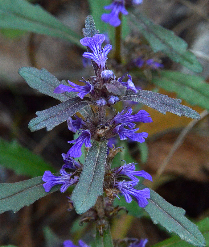 Austral Bugle (Ajuga australis)