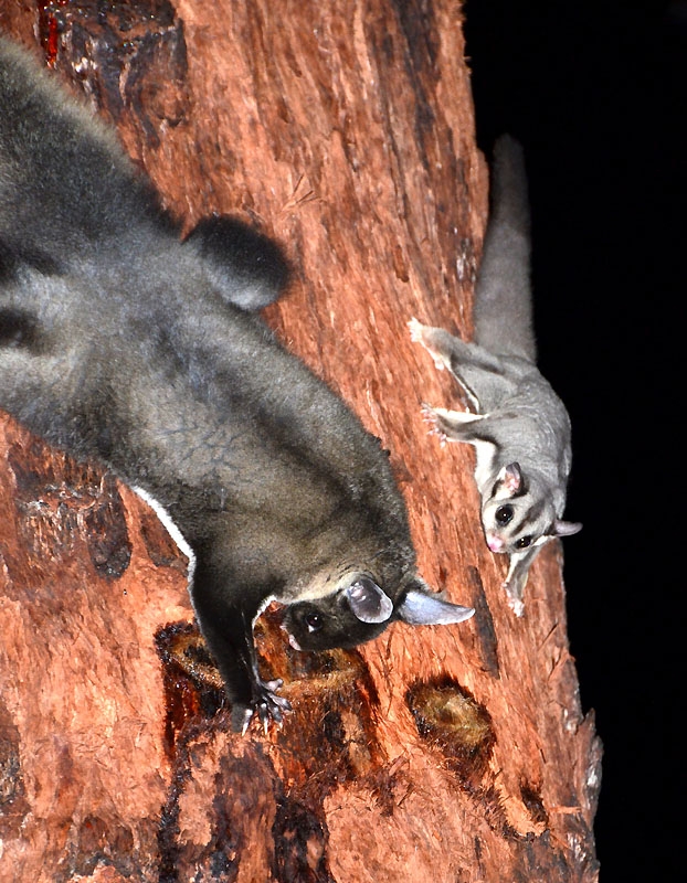 Yellow-bellied & Sugar Gliders