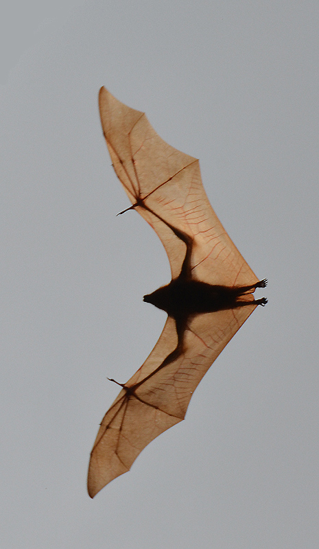 Little Red Flying-fox (Pteropus scapulatus)