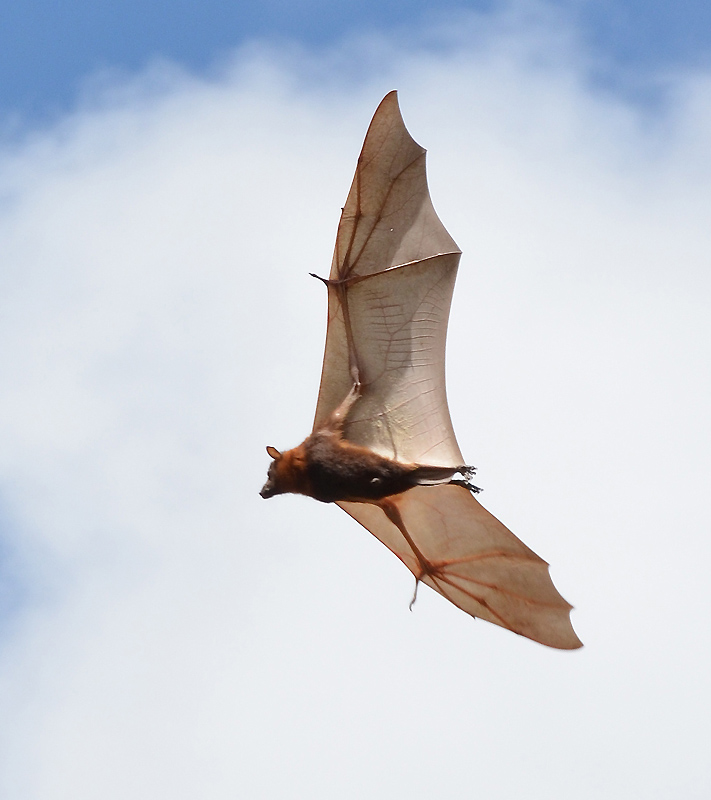 Little Red Flying-fox (Pteropus scapulatus)