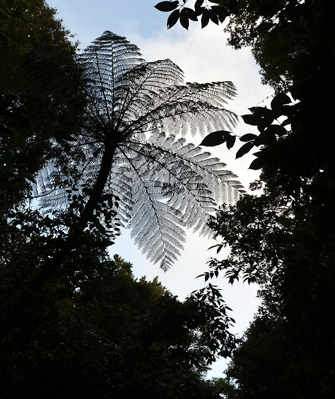 canopy window