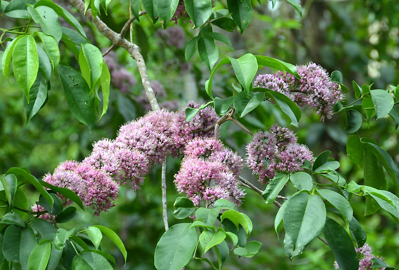 Evodia (Melicope elleryana)
