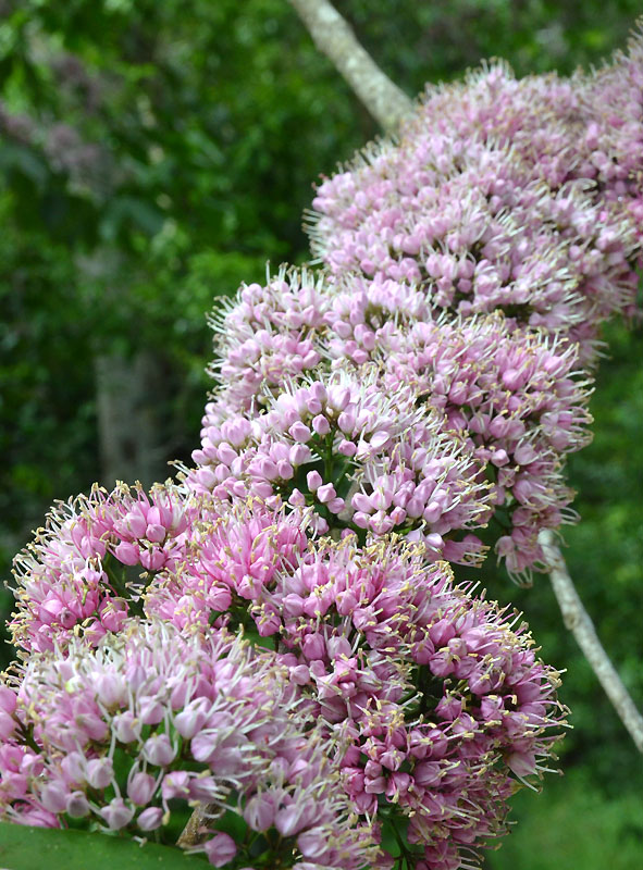 Evodia (Melicope elleryana)