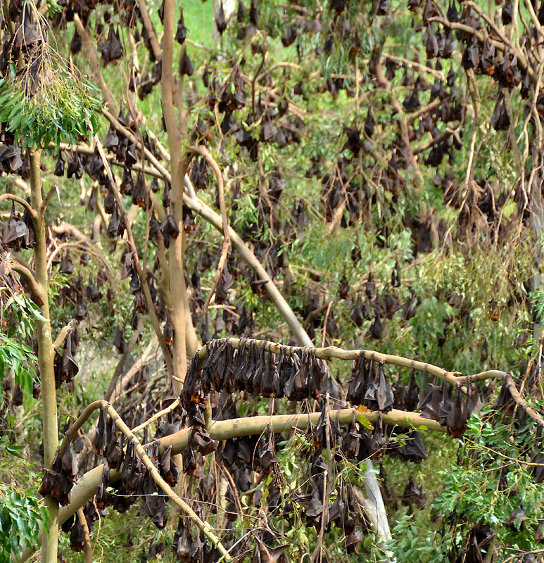 Little Red flying-foxes