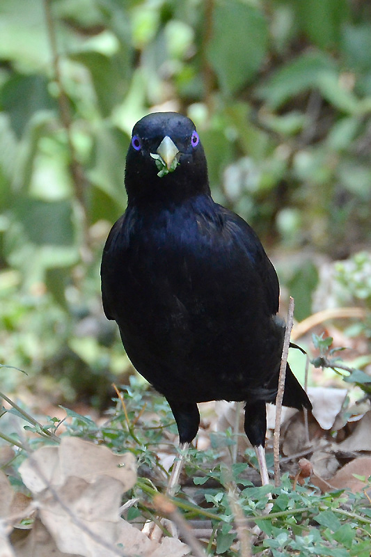 Satin Bowerbird male