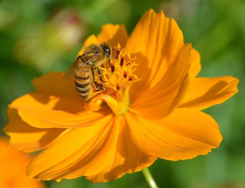 Cosmos and honeybee